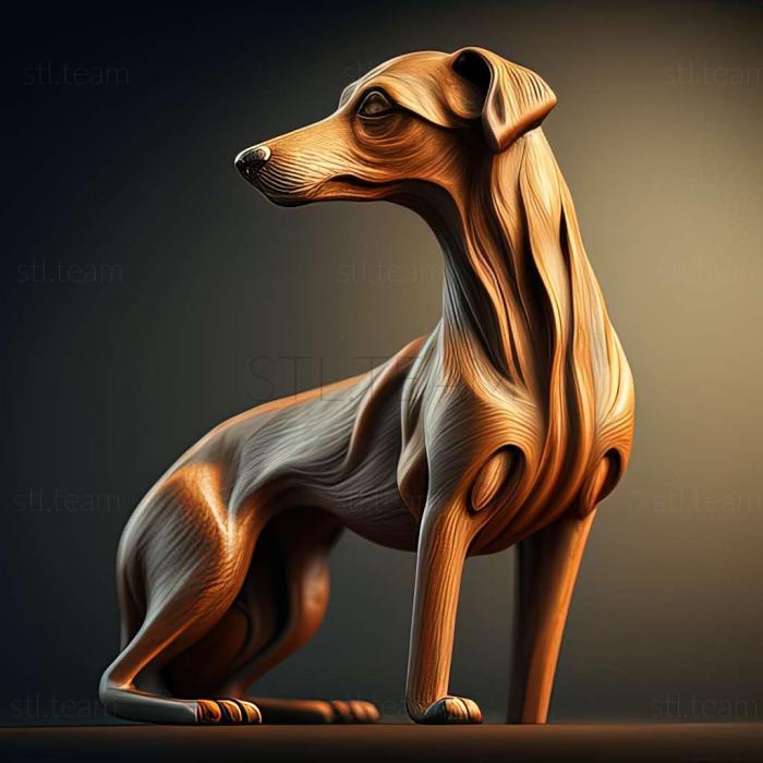 Spanish Galgo dog